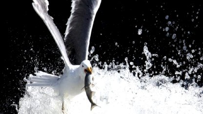 Van'da inci kefali göçü, bayramda ziyaretçi akınına uğradı