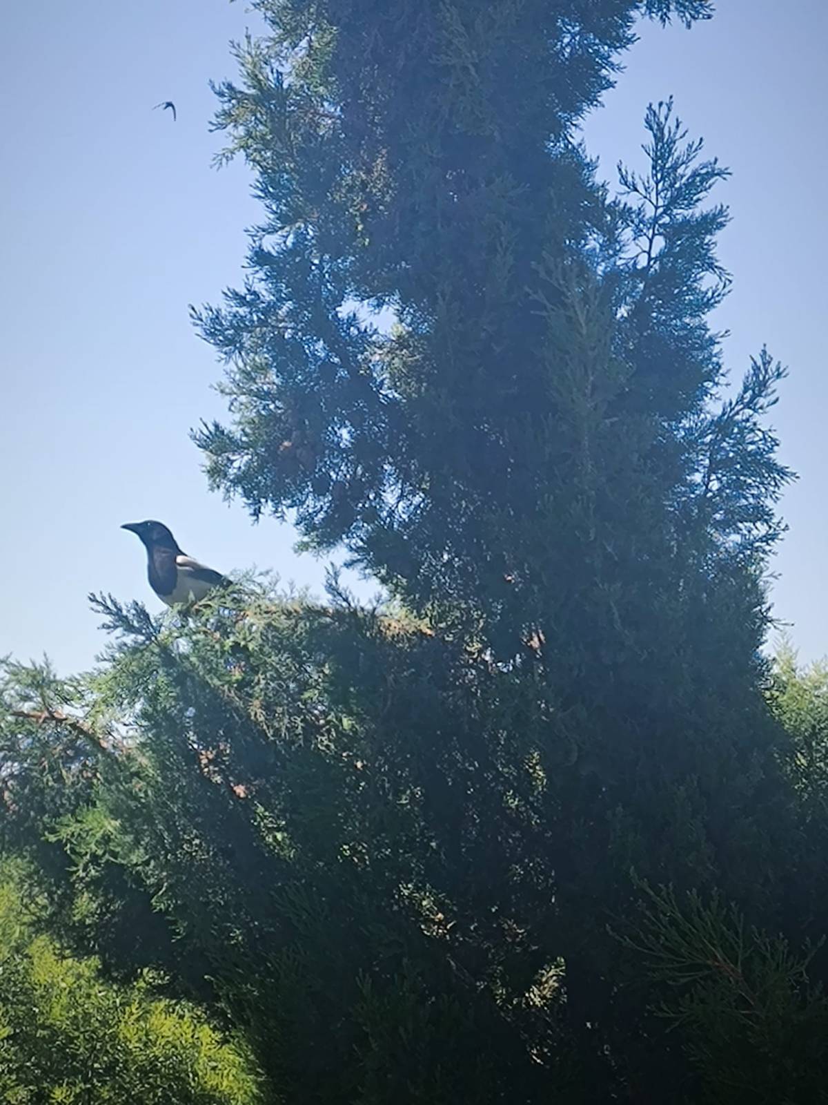 Kuşlar Susmayı Öğretti Bana
